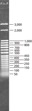 DirectLoad&#8482; 50 bp DNA Step Ladder ready-to-use marker for DNA electrophoresis