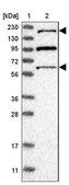 Anti-RERE antibody produced in rabbit Prestige Antibodies® Powered by Atlas Antibodies, affinity isolated antibody, buffered aqueous glycerol solution