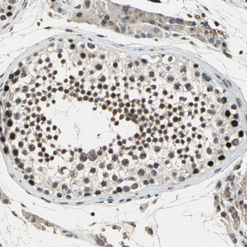 Anti-TAF6 antibody produced in rabbit Prestige Antibodies&#174; Powered by Atlas Antibodies, affinity isolated antibody, buffered aqueous glycerol solution