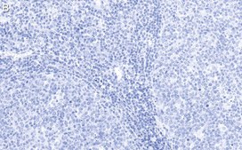 Anti-Cyclin B1 Antibody, clone 1F21-H1 ZooMAb® Rabbit Monoclonal recombinant, expressed in HEK 293 cells