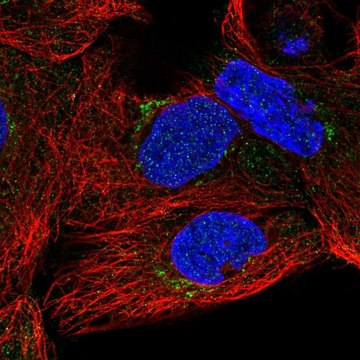 Anti-SLC35A5 antibody produced in rabbit Prestige Antibodies&#174; Powered by Atlas Antibodies, affinity isolated antibody