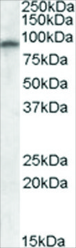 Anti-GRIA4 antibody produced in goat affinity isolated antibody, buffered aqueous solution