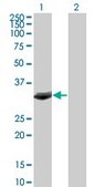 Monoclonal Anti-FBXO6 antibody produced in mouse clone 3F10, purified immunoglobulin, buffered aqueous solution