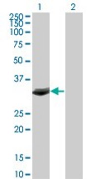 Monoclonal Anti-FBXO6 antibody produced in mouse clone 3F10, purified immunoglobulin, buffered aqueous solution