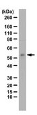 Anti-PICK1 from rabbit, purified by affinity chromatography