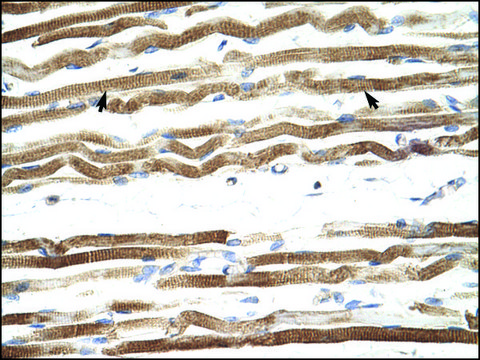 Anti-NFATC4 antibody produced in rabbit IgG fraction of antiserum