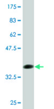 Monoclonal Anti-FCN1 antibody produced in mouse clone 2B7, purified immunoglobulin, buffered aqueous solution