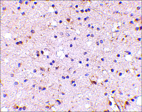 Anti-NPTX2 antibody produced in rabbit affinity isolated antibody, buffered aqueous solution