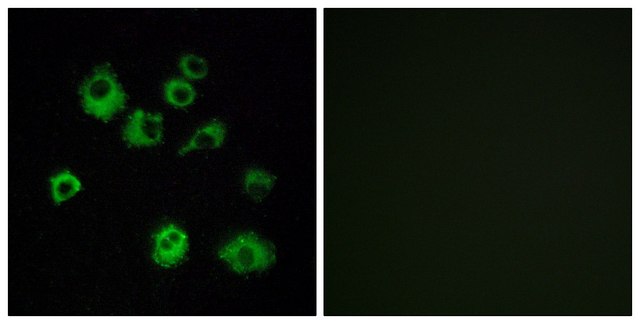 Anti-HCRTR1 antibody produced in rabbit affinity isolated antibody