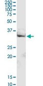 Anti-MRPL16 antibody produced in rabbit purified immunoglobulin, buffered aqueous solution