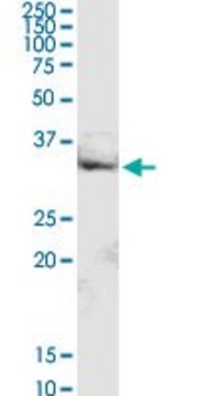 Anti-MRPL16 antibody produced in rabbit purified immunoglobulin, buffered aqueous solution