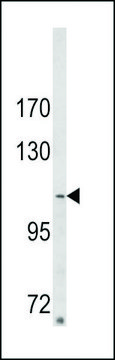 ANTI-ARGBP2(N-TERMINAL) antibody produced in rabbit purified immunoglobulin, buffered aqueous solution