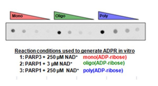 Anti-pan-ADP-ribose binding reagent from Escherichia coli