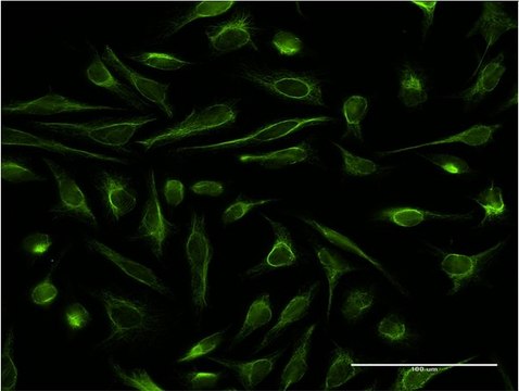 Monoclonal Anti-DBR1 antibody produced in mouse clone 3A7, purified immunoglobulin, buffered aqueous solution