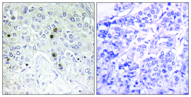 Anti-BATF antibody produced in rabbit affinity isolated antibody