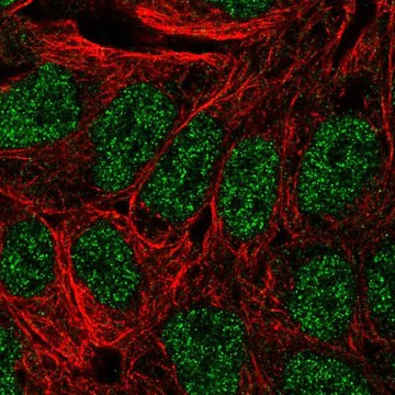 Anti-ANXA8 antibody produced in rabbit Prestige Antibodies&#174; Powered by Atlas Antibodies, affinity isolated antibody