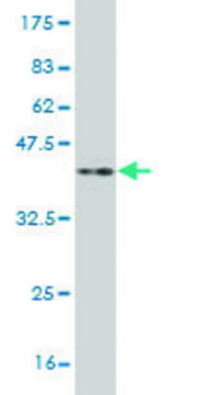 Monoclonal Anti-NKX3-1 antibody produced in mouse clone 3H6, purified immunoglobulin, buffered aqueous solution