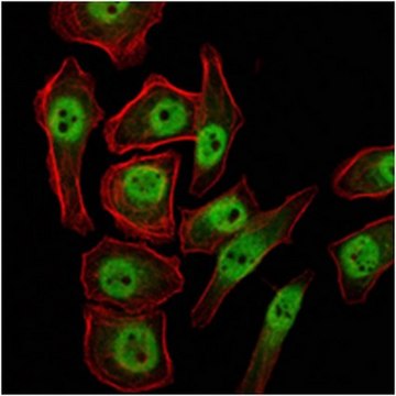 Anti-KDM4A Antibody, clone5H1 ascites fluid, clone 5H1, from mouse