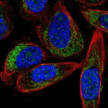 Anti-FOXRED1 antibody produced in rabbit Prestige Antibodies&#174; Powered by Atlas Antibodies, affinity isolated antibody