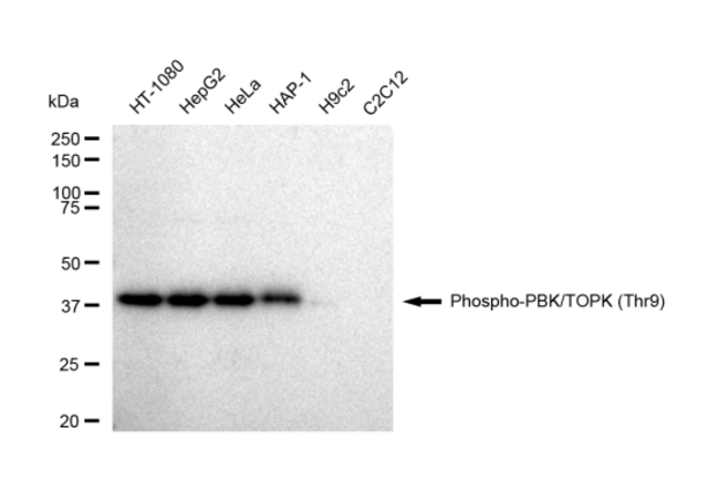 KD-Validated Anti-phospho-PBK/TOPK (Thr9) Antibody, clone 23GB4910, Rabbit Monoclonal clone 23GB4910, recombinant rabbit monoclonal, expressed in HEK293 cells
