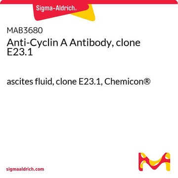 Anti-Cyclin A Antibody, clone E23.1 ascites fluid, clone E23.1, Chemicon&#174;