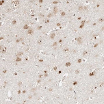 Anti-FKBP14 antibody produced in rabbit Prestige Antibodies&#174; Powered by Atlas Antibodies, affinity isolated antibody, buffered aqueous glycerol solution