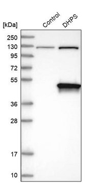 Anti-DHPS antibody produced in rabbit Prestige Antibodies&#174; Powered by Atlas Antibodies, affinity isolated antibody, buffered aqueous glycerol solution