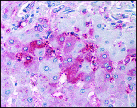 Anti-DUSP26 (AB1) antibody produced in rabbit affinity isolated antibody, buffered aqueous solution