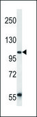 ANTI-UBAP2 (N-TERM) antibody produced in rabbit IgG fraction of antiserum, buffered aqueous solution