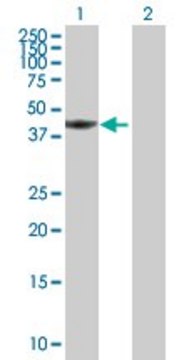 Anti-TWF1 antibody produced in mouse purified immunoglobulin, buffered aqueous solution