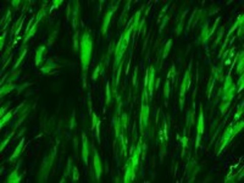 RiboJuice mRNA Transfection Kit