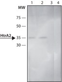 Anti-HtrA2 (C-terminal) antibody produced in rabbit ~1.5 mg/mL, affinity isolated antibody, buffered aqueous solution