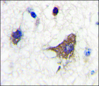 Anti-CLASP2 (N-term) antibody produced in rabbit IgG fraction of antiserum, buffered aqueous solution