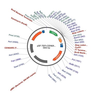 PSF-TEFI-CEN6/ARS4-URA3 - LOW COPY ORIGIN YEAST PLASMID plasmid vector for molecular cloning