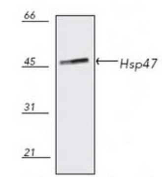 抗-Hsp47小鼠单克隆抗体(M16.10A1) liquid, clone M16.10A1, Calbiochem&#174;