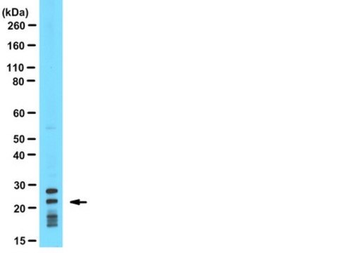 Anti-Puma BH3 domain Antibody from rabbit