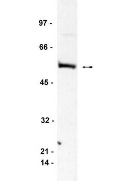 Anti-Bin1 Antibody, clone 99D clone 99D, Upstate&#174;, from mouse