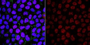 Anti-phospho CENP-T (Ser47) Antibody from rabbit, purified by affinity chromatography
