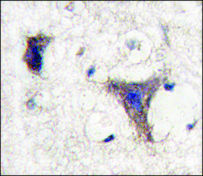 Anti-PSMA5 (N-term) antibody produced in rabbit Ig fraction of antiserum, buffered aqueous solution