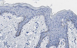 Anti-CD44 Antibody, clone 5H23 Antibody, ZooMAb® Rabbit Monoclonal recombinant, expressed in HEK 293 cells