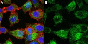 Anti-TMEM206 Antibody, clone 2H13 ZooMAb® Rabbit Monoclonal recombinant, expressed in HEK 293 cells