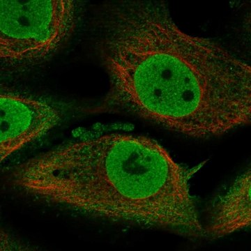 Anti-Tenm1 Antibody Produced In Rabbit Prestige Antibodies&#174; Powered by Atlas Antibodies, affinity isolated antibody, buffered aqueous glycerol solution