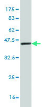 Monoclonal Anti-PRKCABP antibody produced in mouse clone 3G5, purified immunoglobulin, buffered aqueous solution