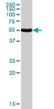 Anti-CALCR antibody produced in rabbit purified immunoglobulin, buffered aqueous solution