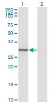 Monoclonal Anti-FGL1 antibody produced in mouse clone 2A4, purified immunoglobulin, buffered aqueous solution