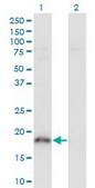 Monoclonal Anti-POU5F1, (C-terminal) antibody produced in mouse clone 4F8, purified immunoglobulin, buffered aqueous solution
