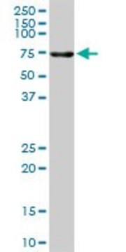 Anti-ALPPL2 antibody produced in mouse purified immunoglobulin, buffered aqueous solution