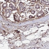 Anti-COL6A6 antibody produced in rabbit Prestige Antibodies® Powered by Atlas Antibodies, affinity isolated antibody, buffered aqueous glycerol solution