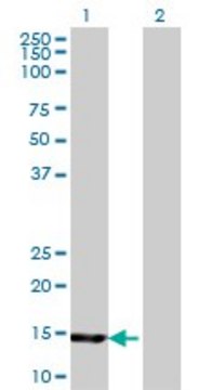 Monoclonal Anti-UBE2B antibody produced in mouse clone 4C3, purified immunoglobulin, buffered aqueous solution