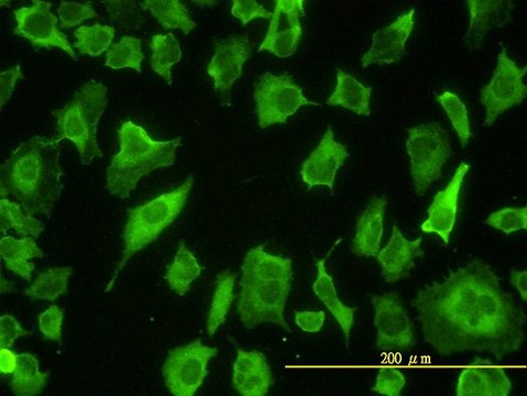 Monoclonal Anti-PARD6B antibody produced in mouse clone 1C4, purified immunoglobulin, buffered aqueous solution